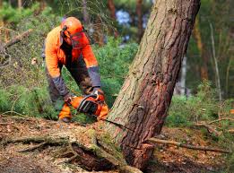 Best Hedge Trimming  in Arlington Heights, WA