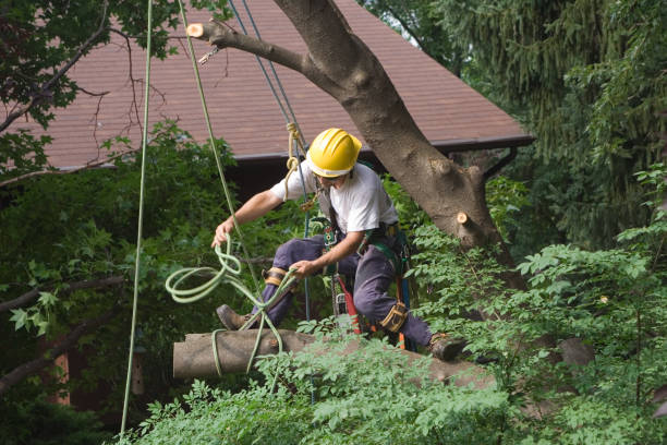 Best Leaf Removal  in Arlington Heights, WA