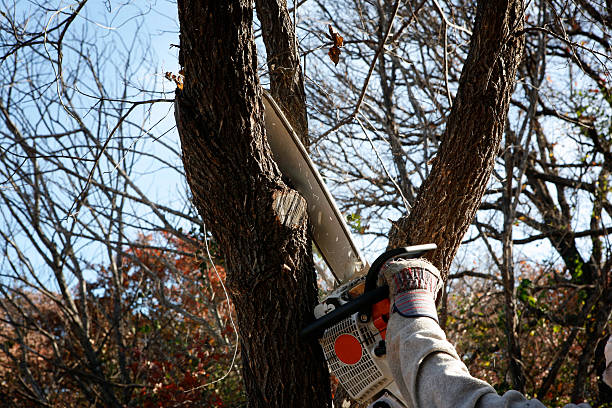 Best Emergency Tree Removal  in Arlington Heights, WA