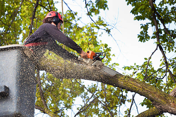 Best Root Management and Removal  in Arlington Heights, WA