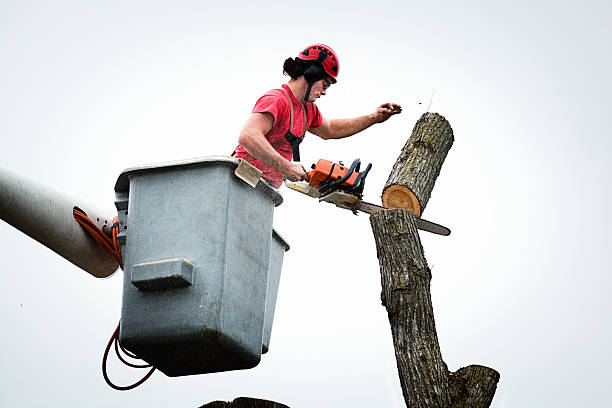 How Our Tree Care Process Works  in  Arlington Heights, WA
